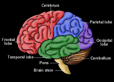 Brain Components
